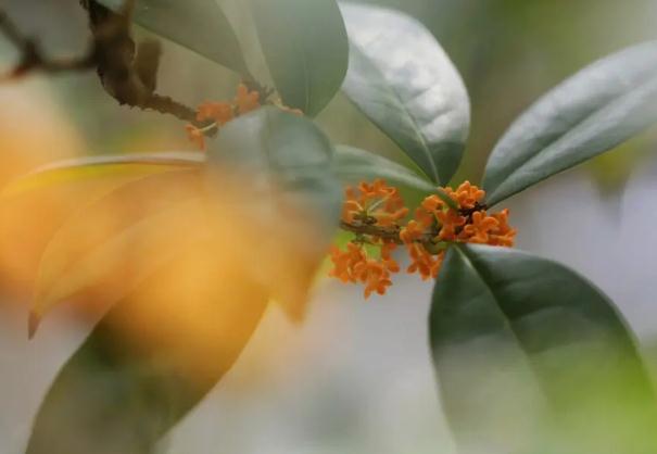 桂花茶的好處？桂花茶的其它搭配？