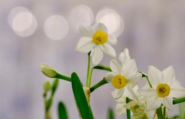 我的水仙花葉子全枯萎了？水仙花發(fā)芽開花時(shí)間？