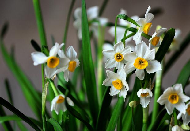 水仙花開(kāi)過(guò)后怎么處理？水仙花的葉子可以修剪嗎？