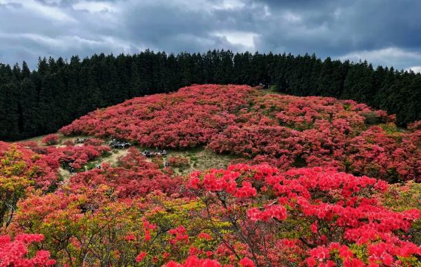 如何移栽野生杜鵑花？杜鵑花能放室內(nèi)嗎？