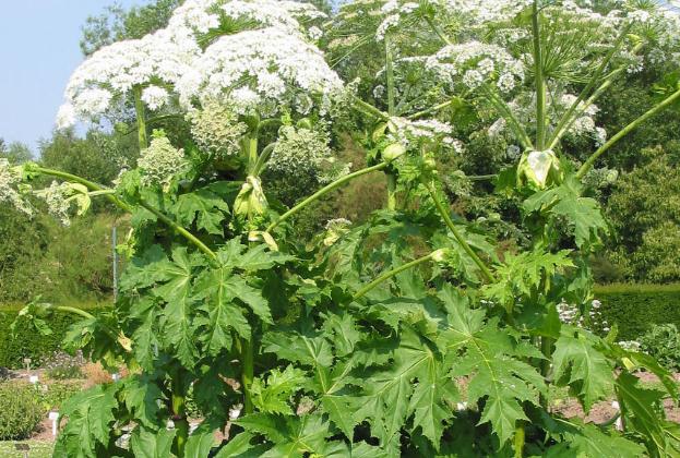 白芷醋液根治灰指甲？白芷粉能去痘印嗎？