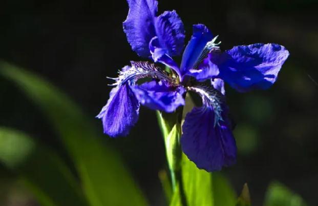 鳶尾花什么時(shí)候開(kāi) ？鳶尾花和鳶尾蘭的區(qū)別？