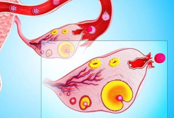 卵子質(zhì)量差怎么回事 卵子質(zhì)量差能懷孕嗎
