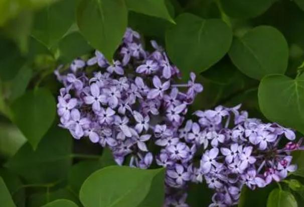 丁香花止痛？丁香花能泡茶喝嗎？