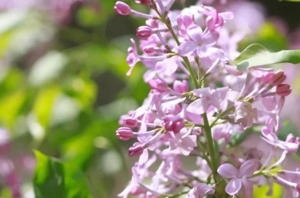 丁香花怎么泡茶喝？丁香花怎么養(yǎng)開花好？