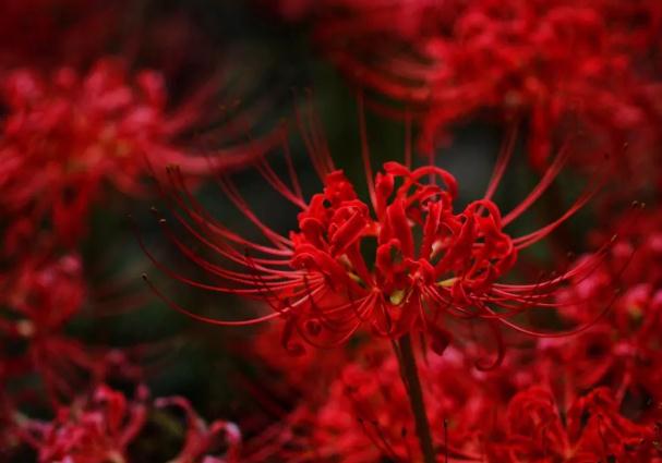 彼岸花要多久才開花？彼岸花為什么不開花只長葉子呢？