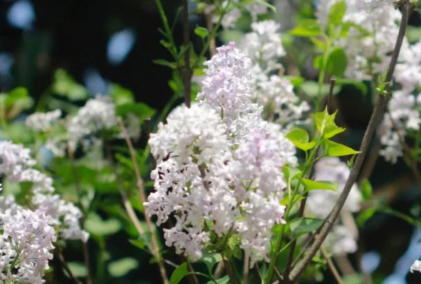 室外丁香花香味有毒嗎 ？丁香花可以室內(nèi)種植嗎？