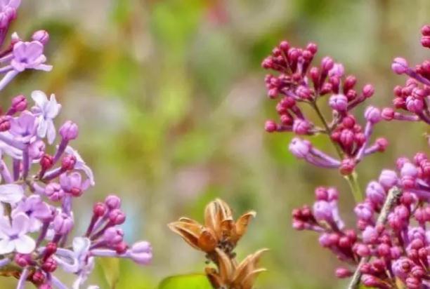 丁香花種植方法？丁香花是什么樣子的？