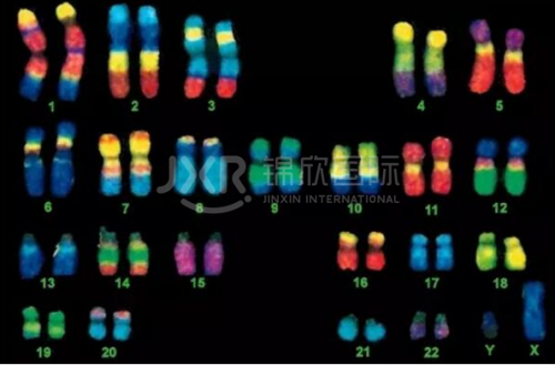 美國HRC染色體平衡易位和染色體異常 第三代IVF技術如何有效應對?試管知識
