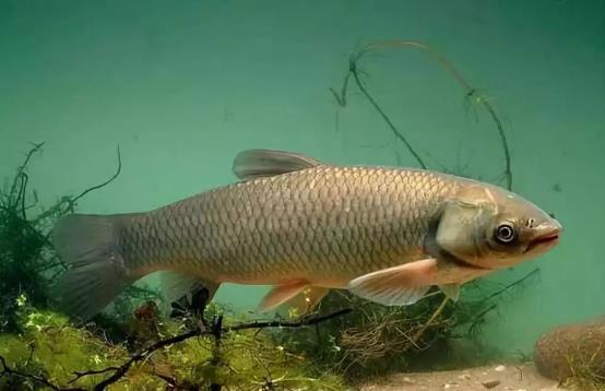 生吞魚膽會導(dǎo)致肝腎衰竭嗎 生吞魚膽有哪些危害