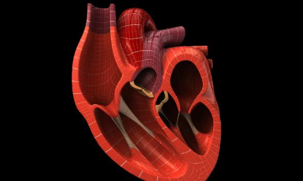 孩子心臟瓣膜受損怎么回事 先天性發(fā)育異常心內(nèi)膜炎